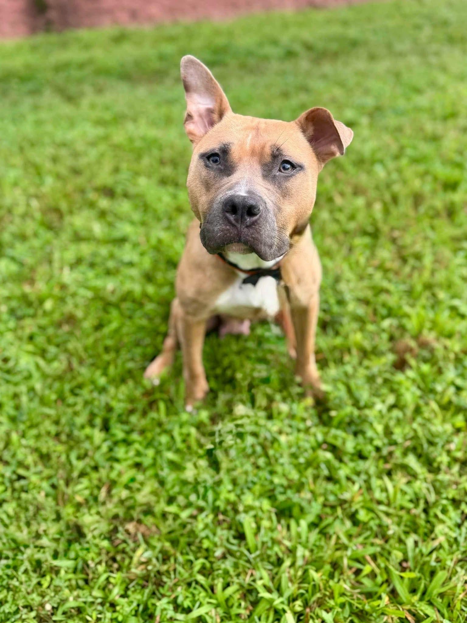 Enlarge Lychee, a Adoptable Terrier in Herndon, VA image 3/3