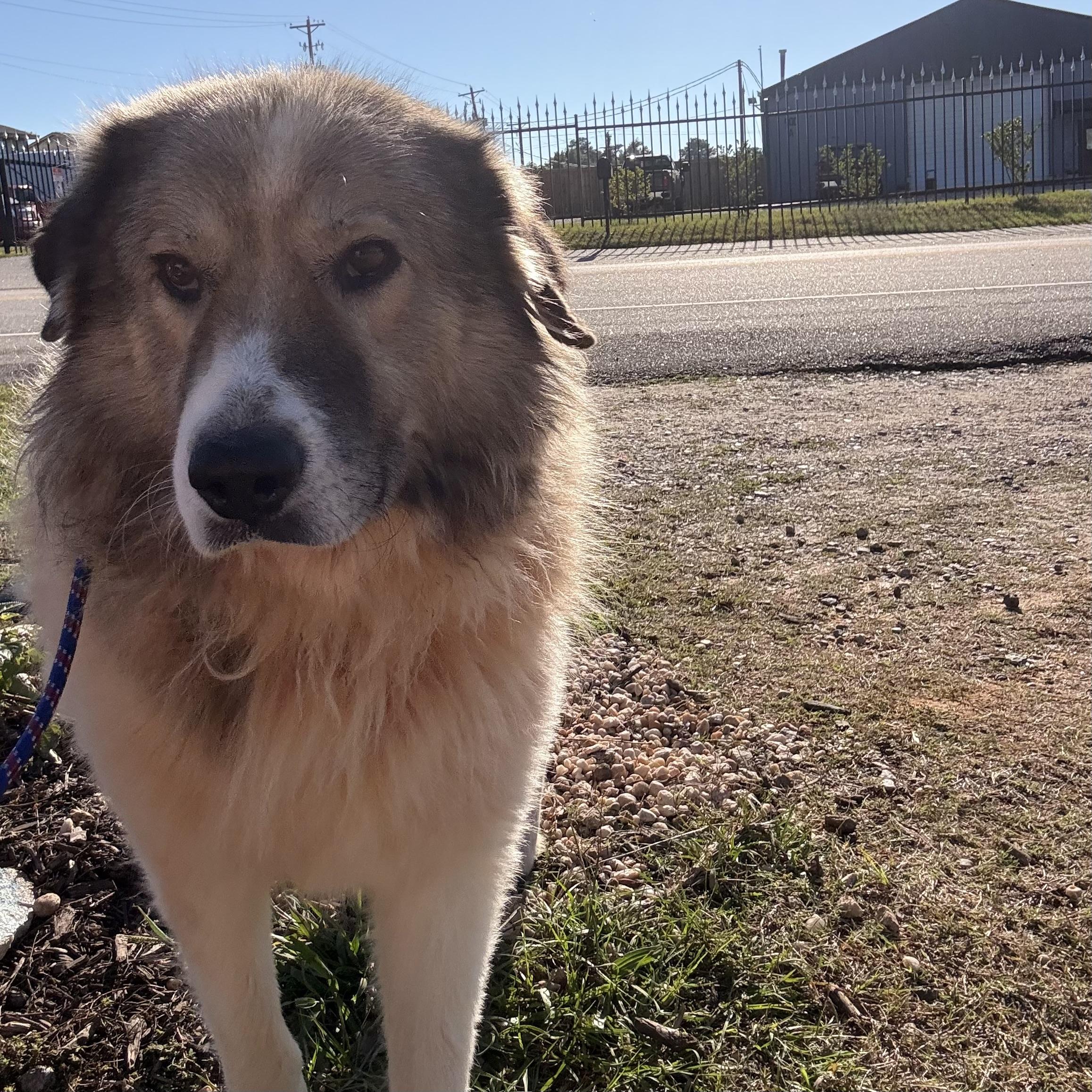 Enlarge Beau, a Adoptable Great Pyrenees in Boothbay, ME image 4/4