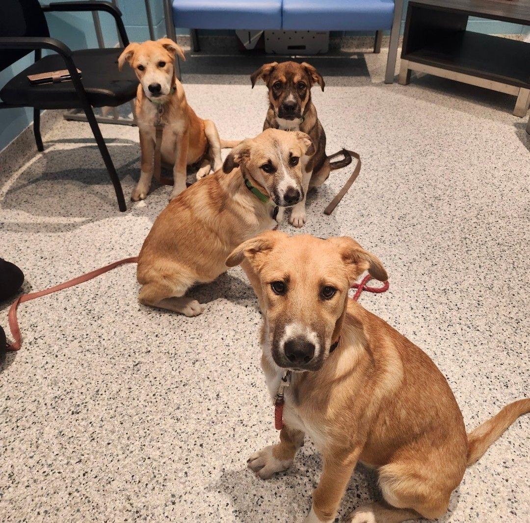 Enlarge Rowdy, a Adoptable mixed breed in Frankfort, KY image 3/3