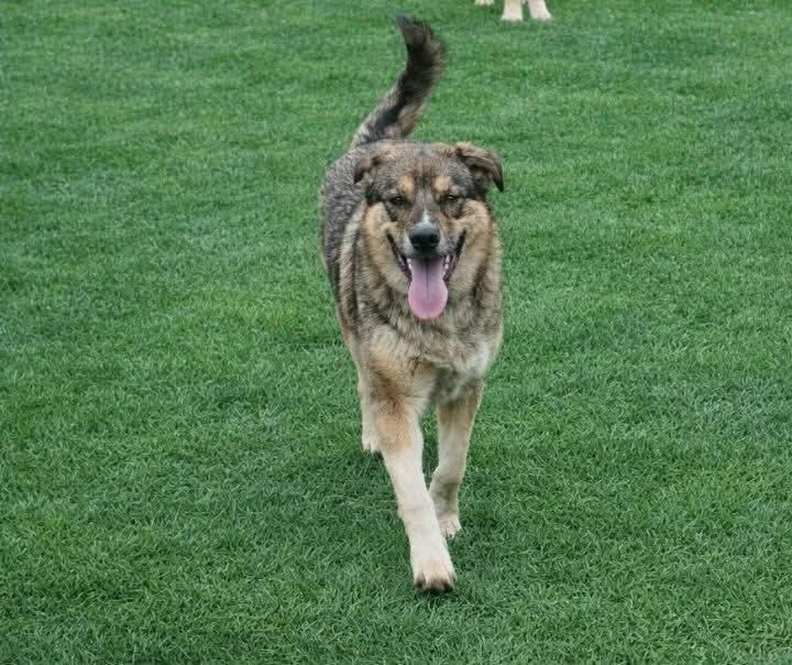 Rowdy, Adoptable, Young Male Belgian Shepherd / Malinois & Great Pyrenees.