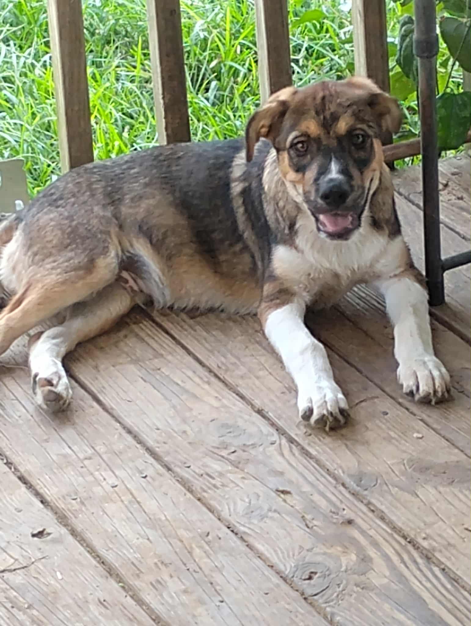 Enlarge Rowdy, a Adoptable mixed breed in Frankfort, KY image 1/3