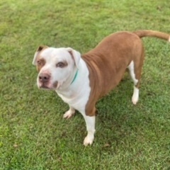 Rocky, an adoptable Pit Bull Terrier & Fox Terrier Mix in Emporia, VA_image-1