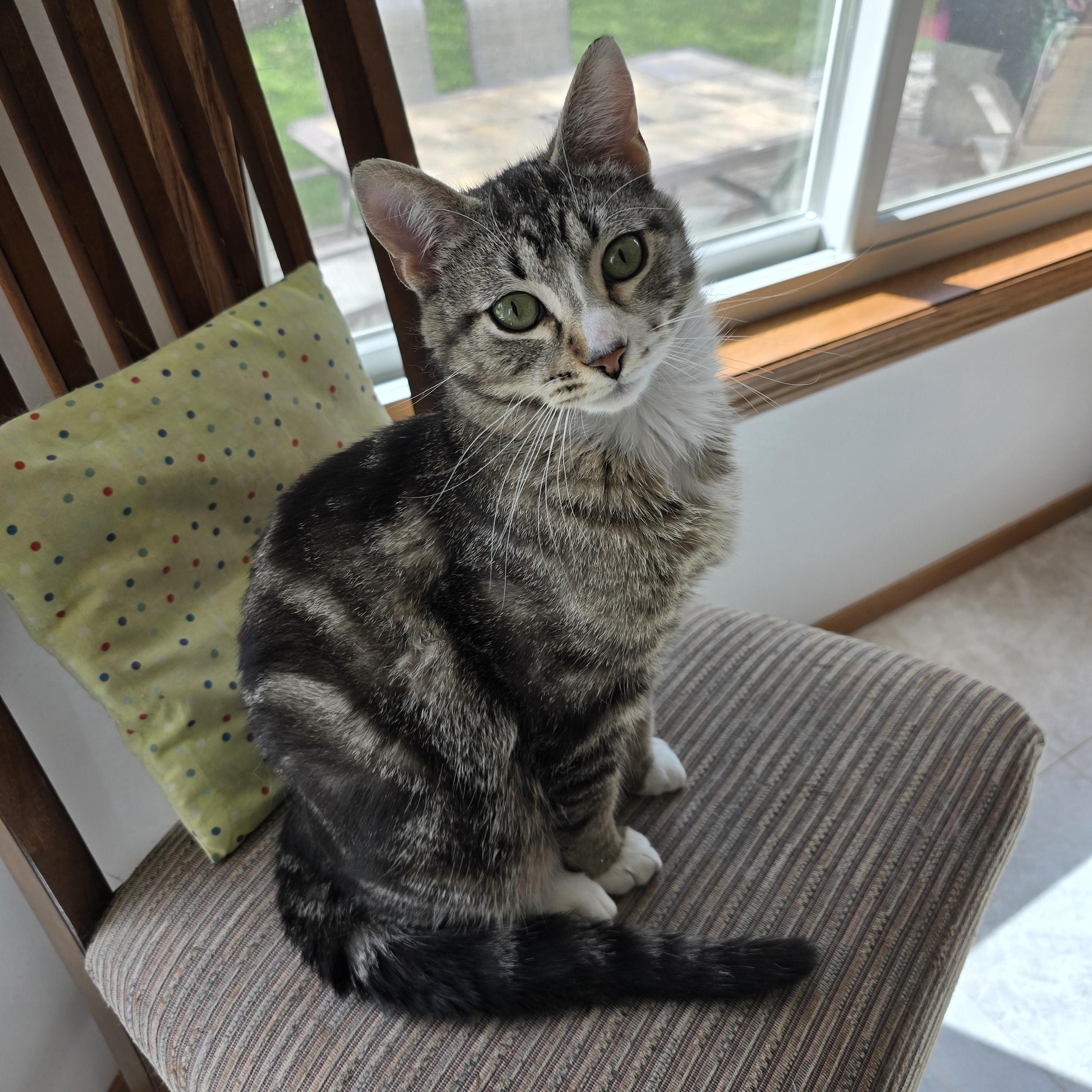Gizmo, an adoptable Domestic Short Hair in Fargo, ND, 58104 | Photo Image 1