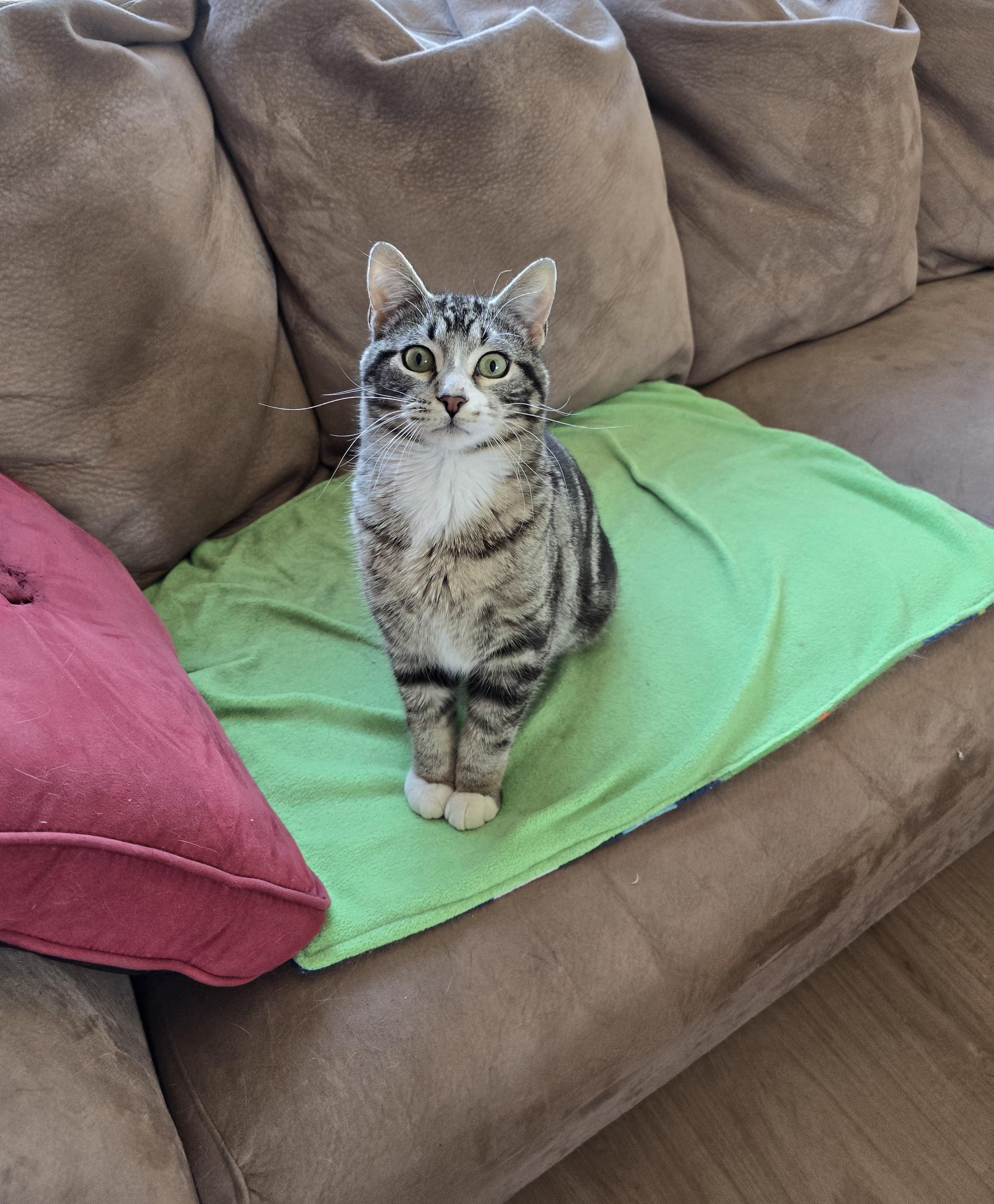 Gizmo, an adoptable Domestic Short Hair in Fargo, ND, 58104 | Photo Image 5