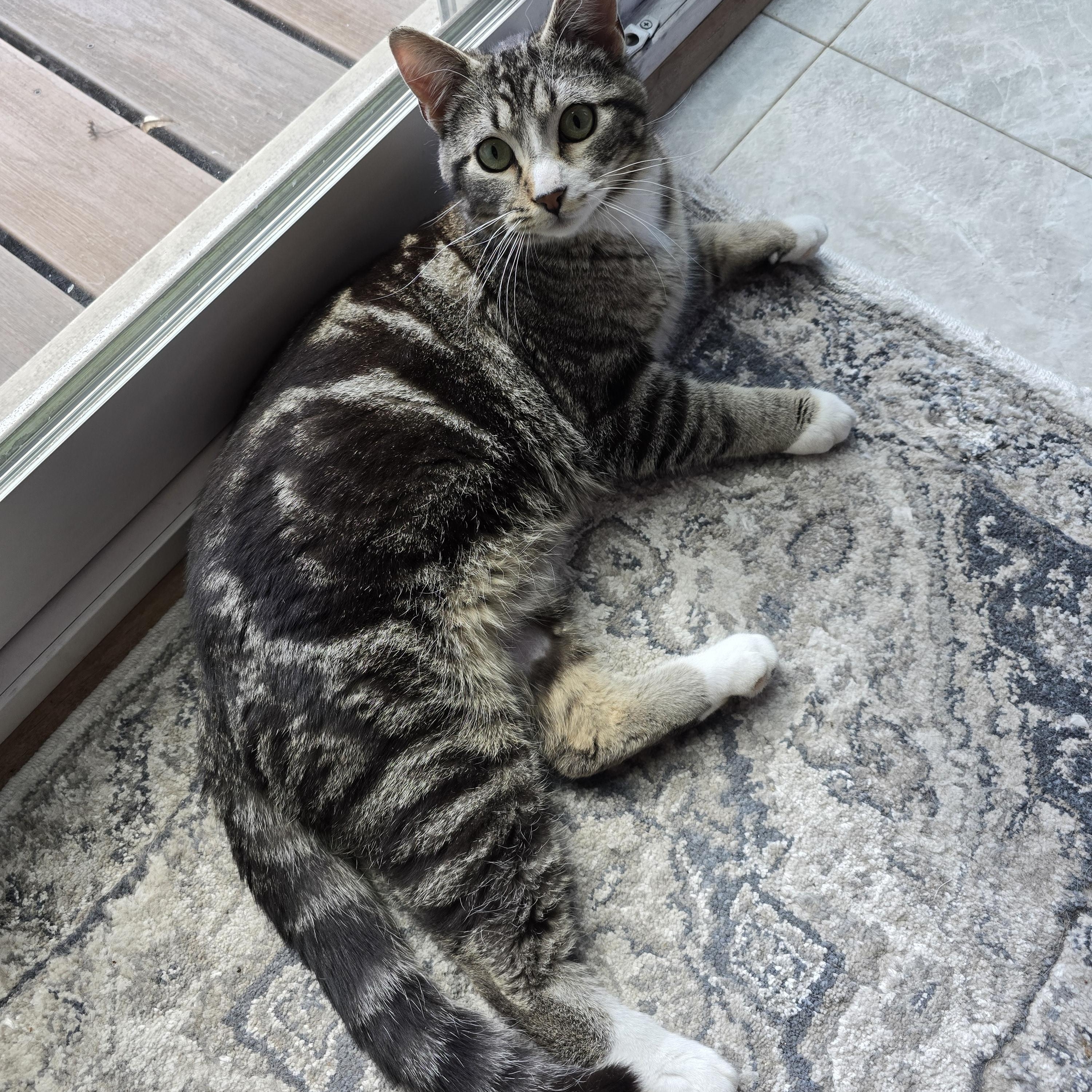 Gizmo, an adoptable Domestic Short Hair in Fargo, ND, 58104 | Photo Image 4