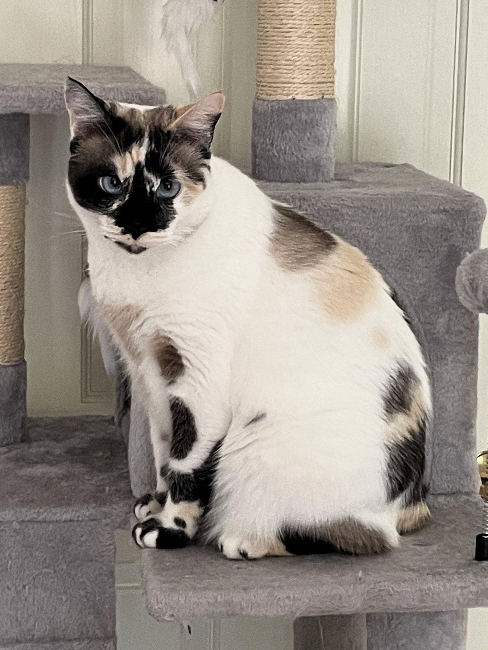 Philomena, Adoptable, Adult Female Siamese & Ragdoll.