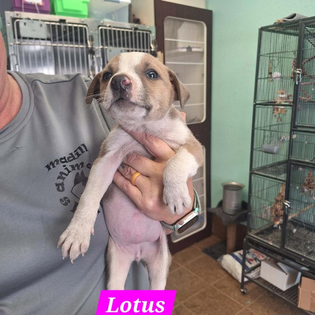 Lotus, a Adoptable mixed breed in Madill, OK image 1/3