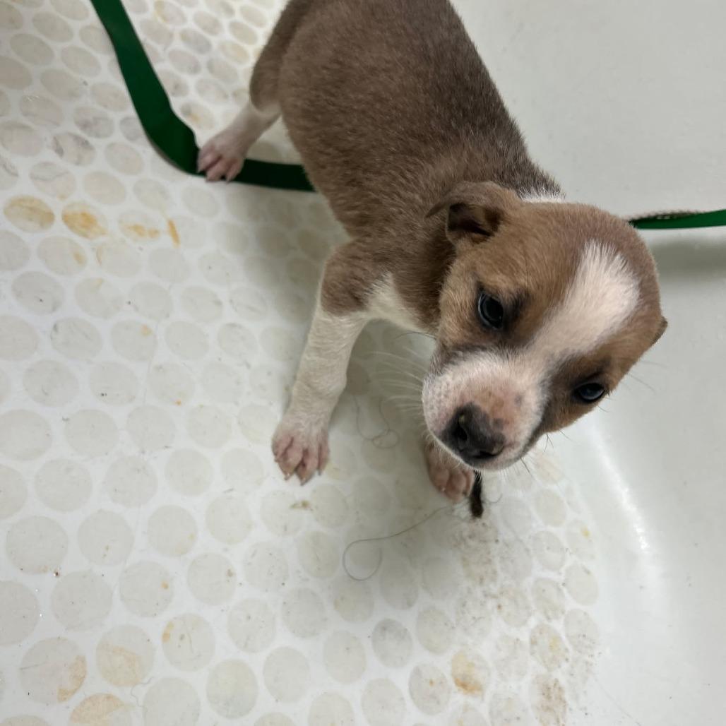 Lotus, a Adoptable mixed breed in Madill, OK image 2/3