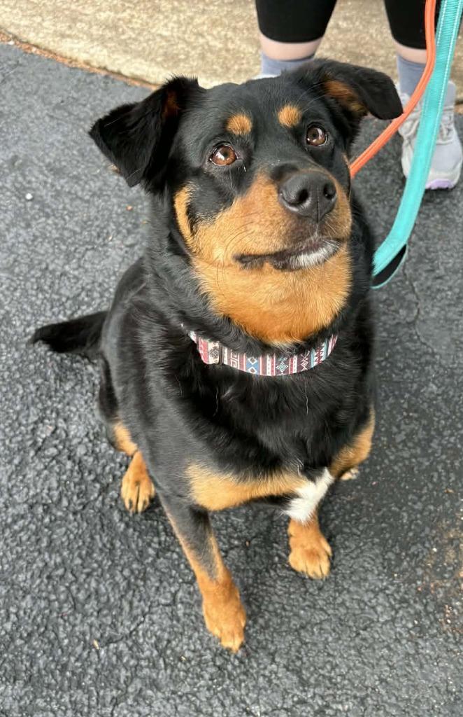 Enlarge Dixie, a Adoptable mixed breed in Newnan, GA image 2/2