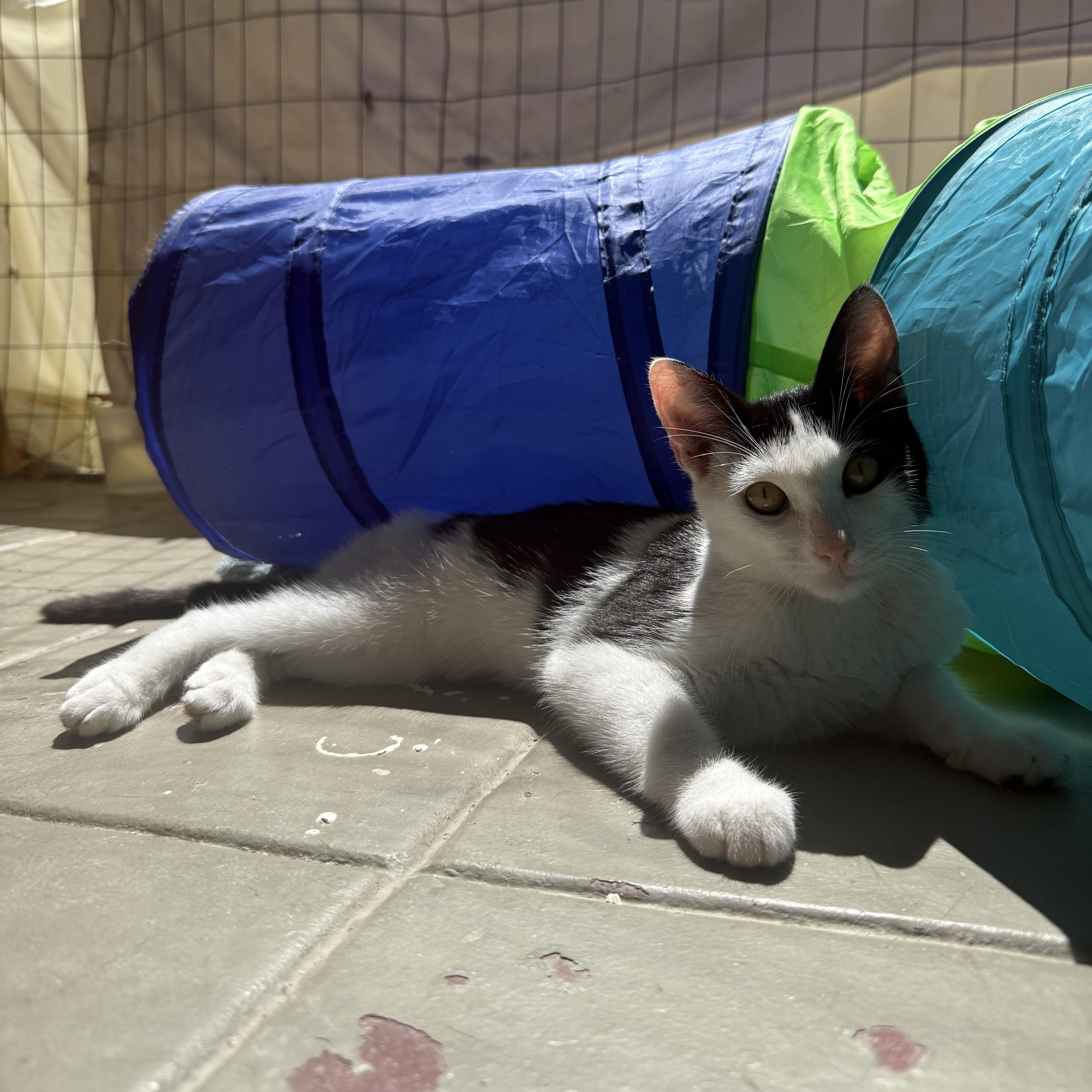 Enlarge Cowboy aka MOO!, a Adopted Domestic Short Hair in Oceanside, CA image 5/6