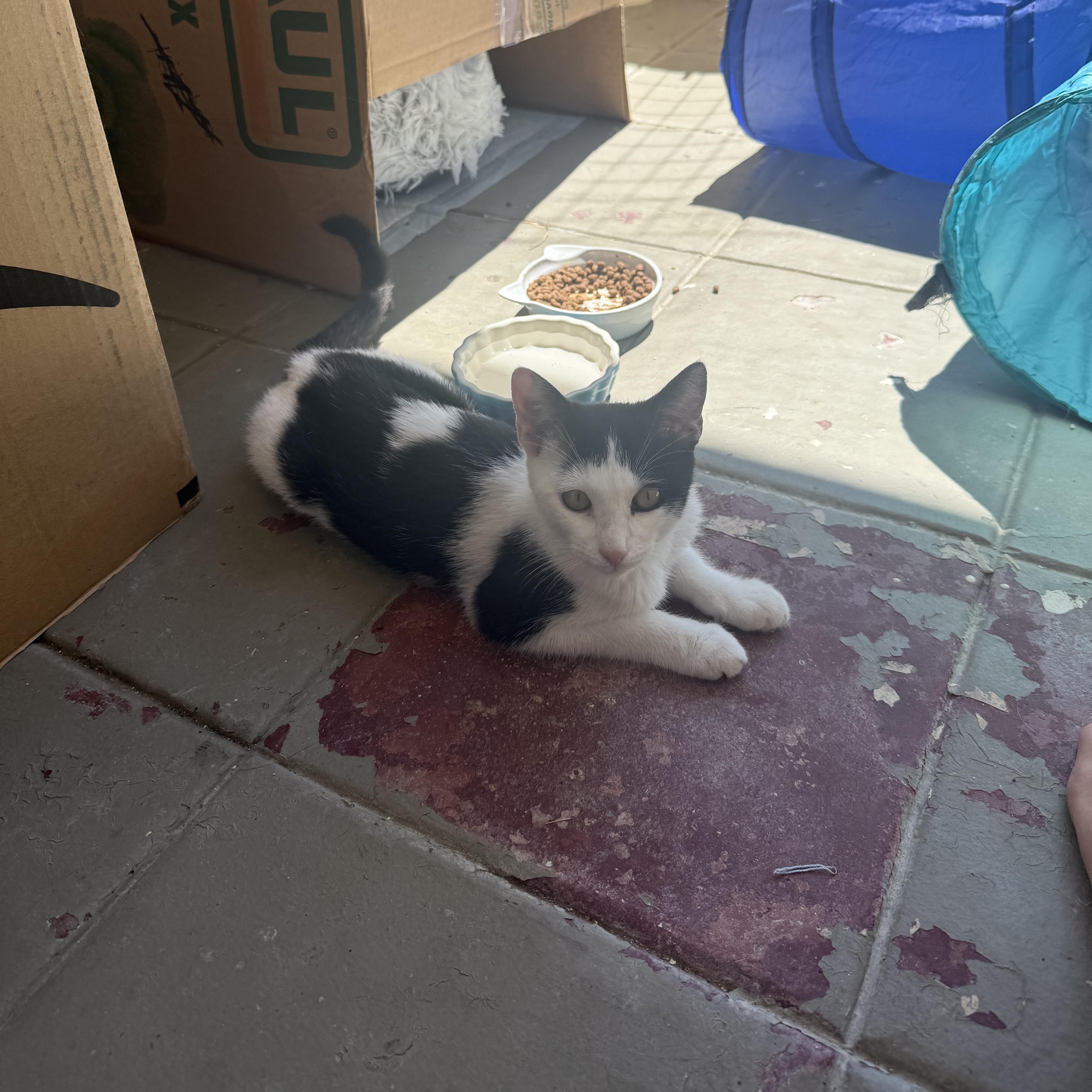 Enlarge Cowboy aka MOO!, a Adopted Domestic Short Hair in Oceanside, CA image 3/6