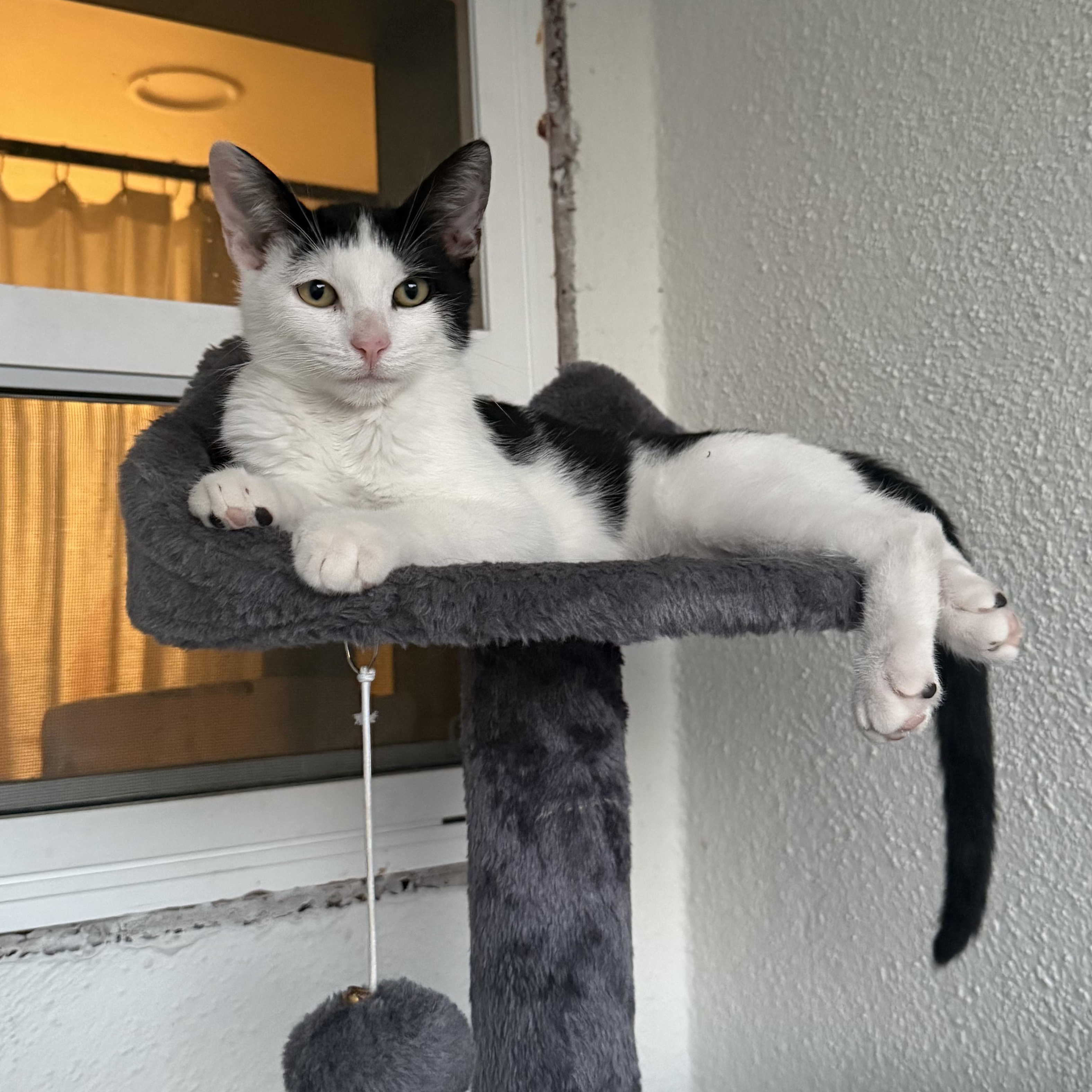 Enlarge Cowboy aka MOO!, a Adopted Domestic Short Hair in Oceanside, CA image 1/6