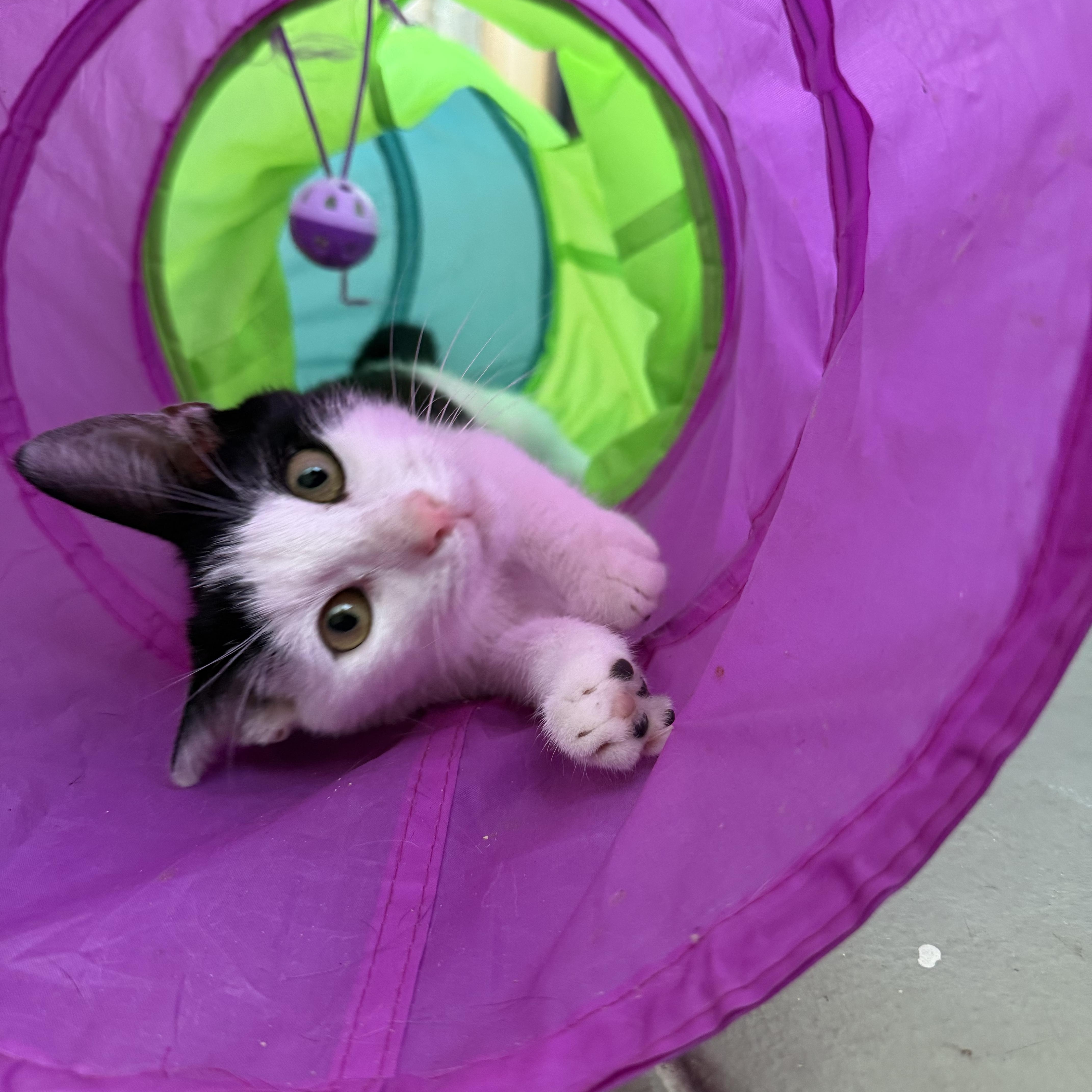 Enlarge Cowboy aka MOO!, a Adopted Domestic Short Hair in Oceanside, CA image 2/6