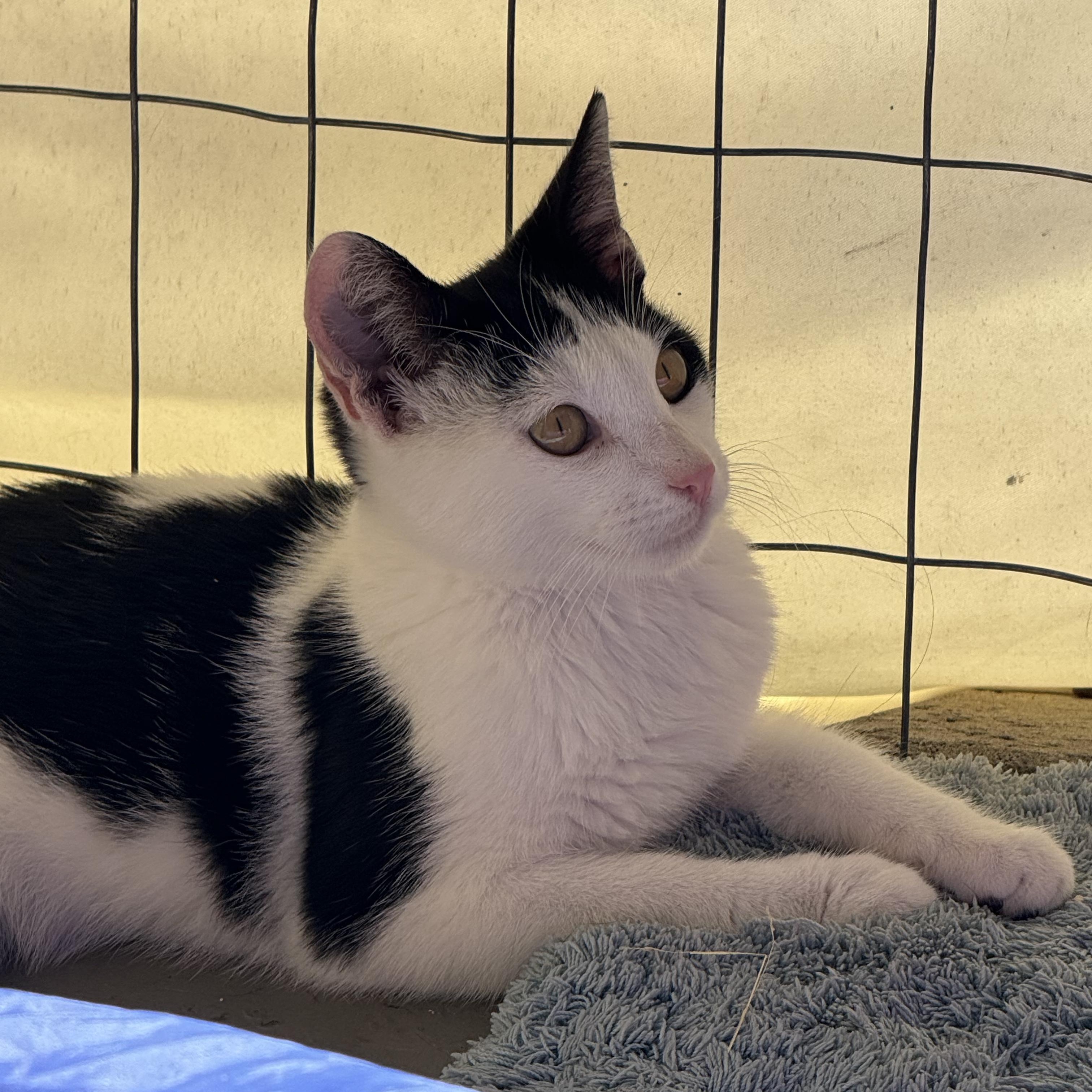 Enlarge Cowboy aka MOO!, a Adopted Domestic Short Hair in Oceanside, CA image 4/6