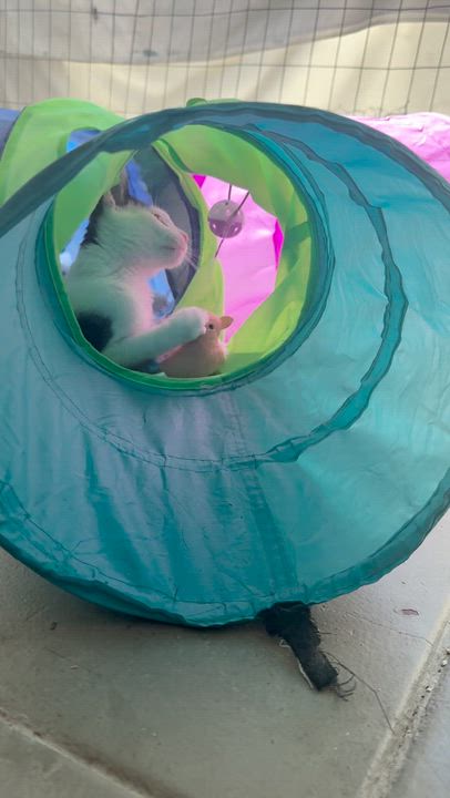 Enlarge Cowboy aka MOO!, a Adopted Domestic Short Hair in Oceanside, CA video 6/6