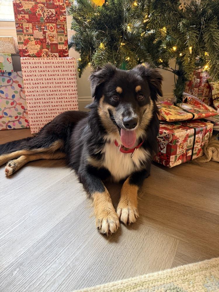 Max, a Adoptable Australian Shepherd in Dacula, GA image 3/5