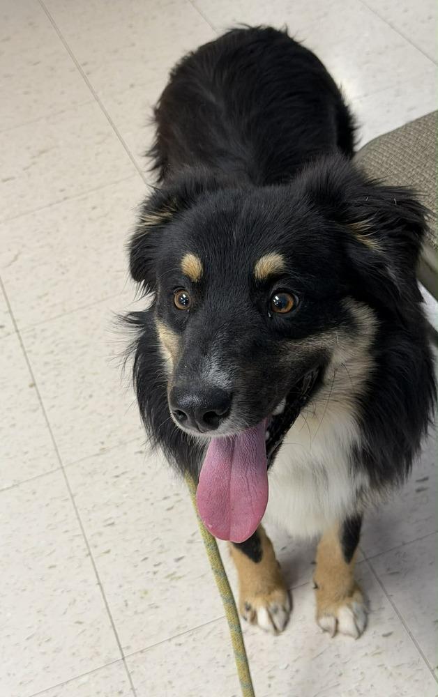 Max, a Adoptable Australian Shepherd in Dacula, GA image 4/5