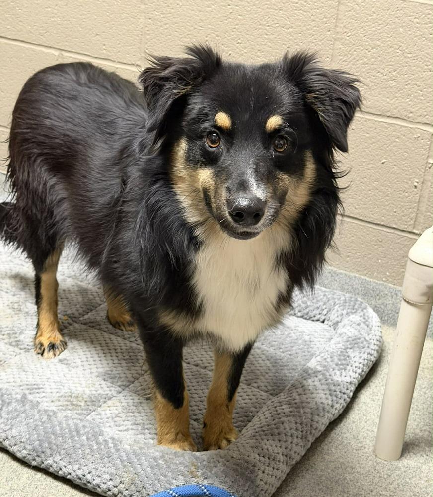 Max, a Adoptable Australian Shepherd in Dacula, GA image 5/5