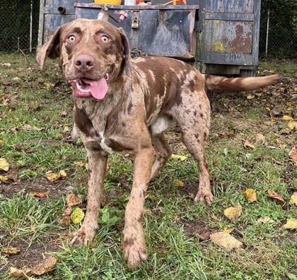 Leroy, Adoptable, Young Male Mixed Breed & Mixed Breed.