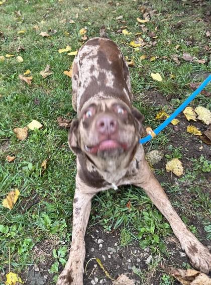 Enlarge Leroy, a Adoptable mixed breed in New Albany, IN image 2/3