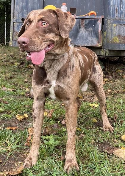 Enlarge Leroy, a Adoptable mixed breed in New Albany, IN image 3/3