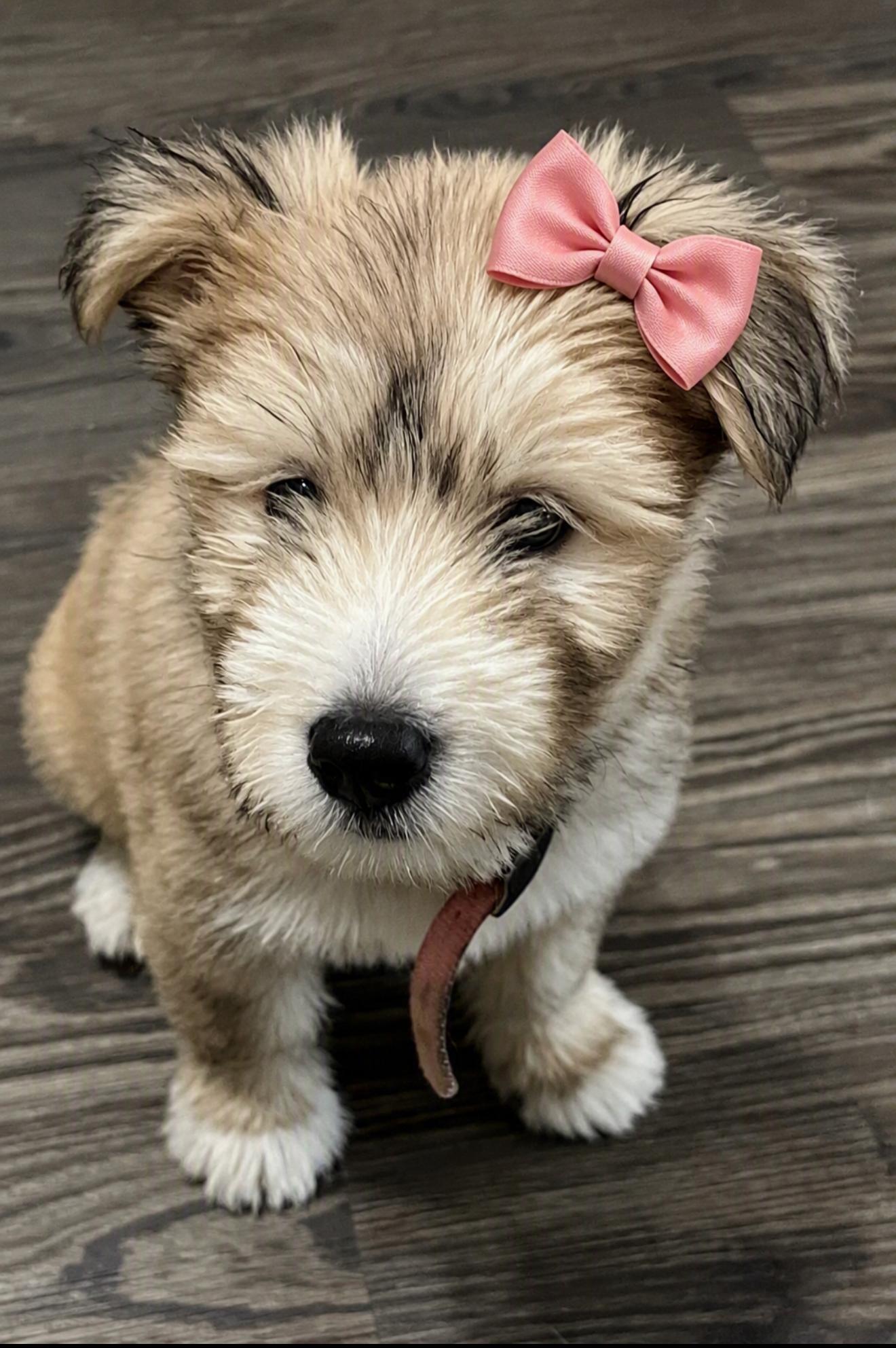 Maggie Harris, an adopted mixed breed in Saint Petersburg, FL image 1/6