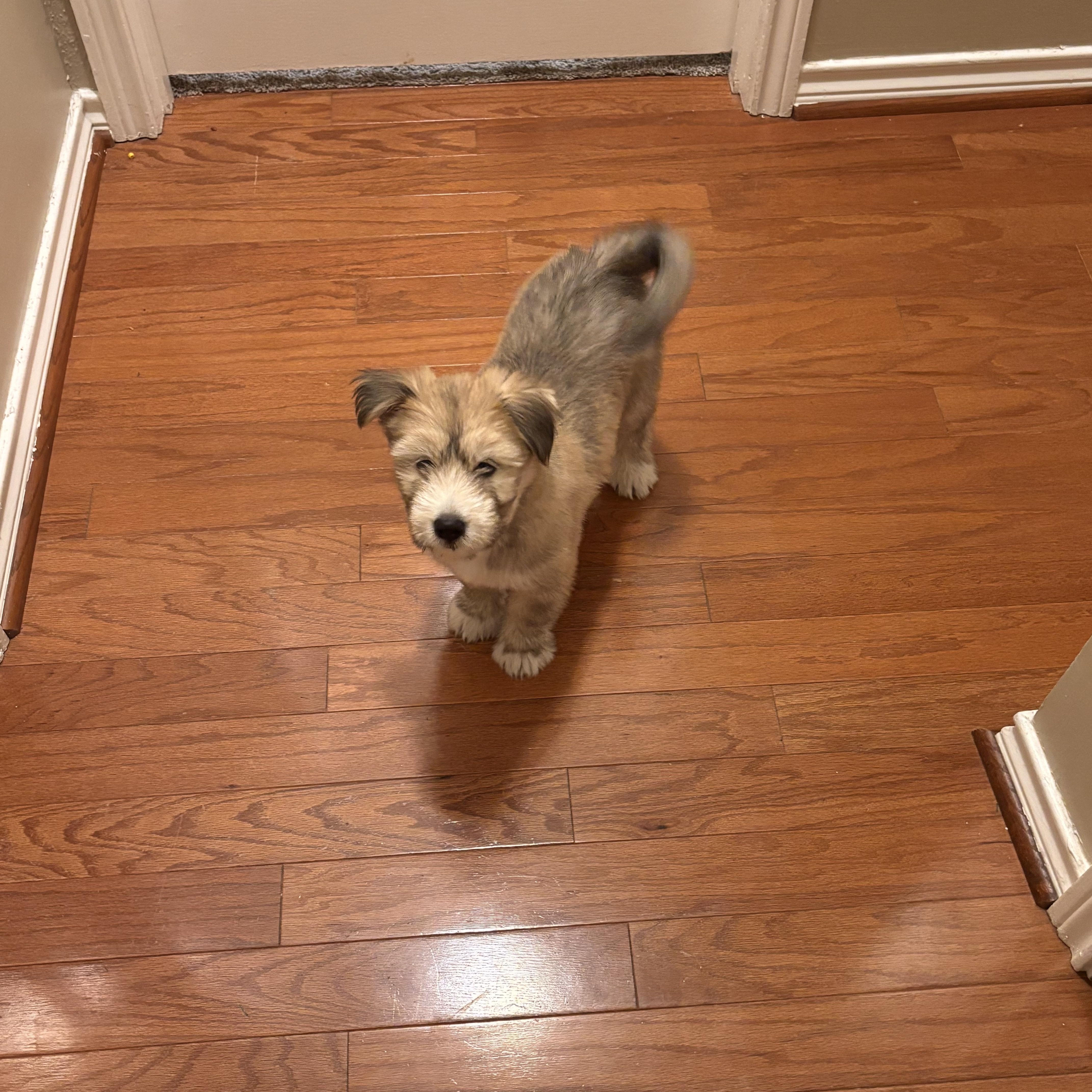 Maggie Harris, an adopted mixed breed in Saint Petersburg, FL image 6/6