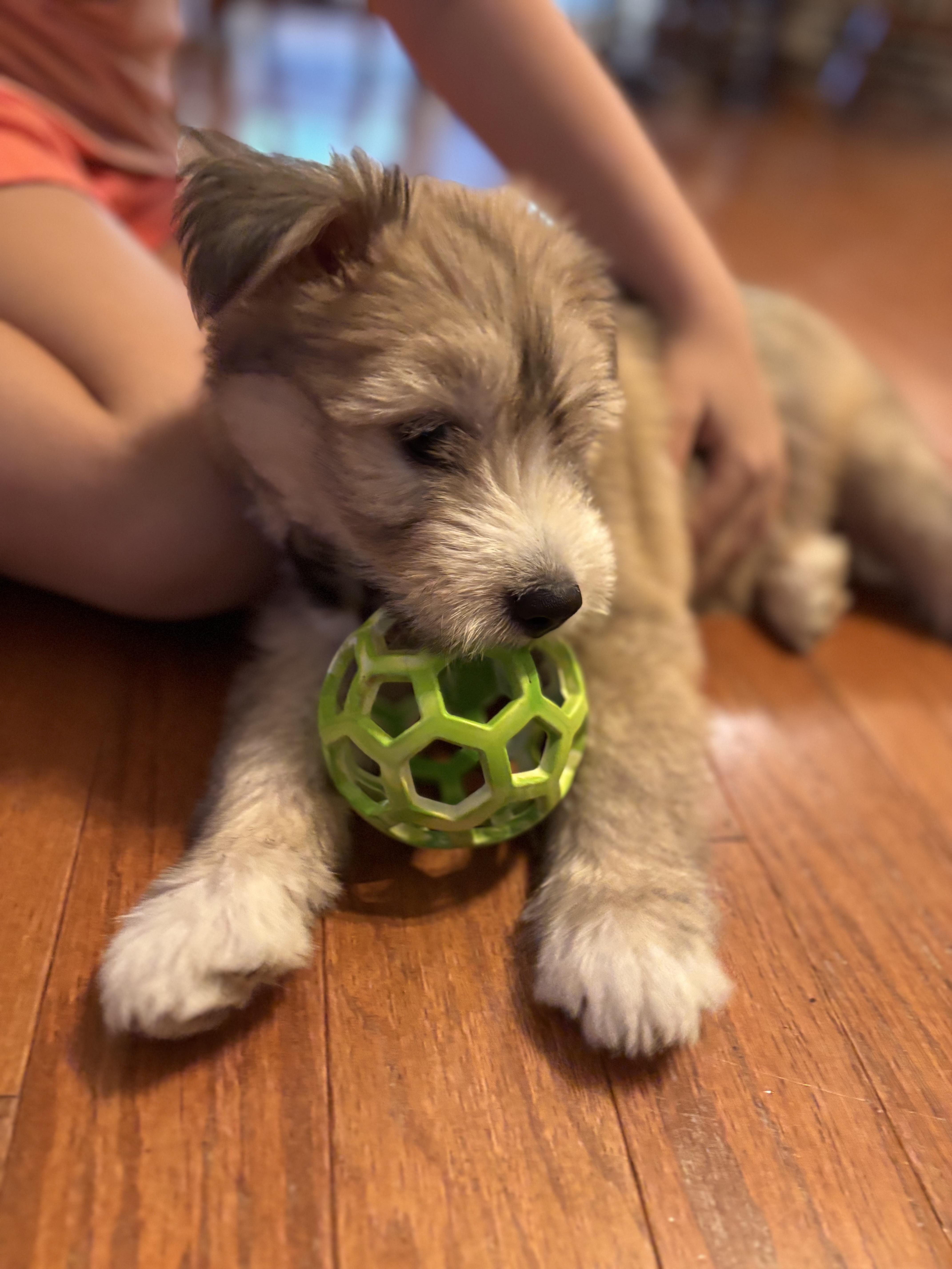 Maggie Harris, an adopted mixed breed in Saint Petersburg, FL image 5/6