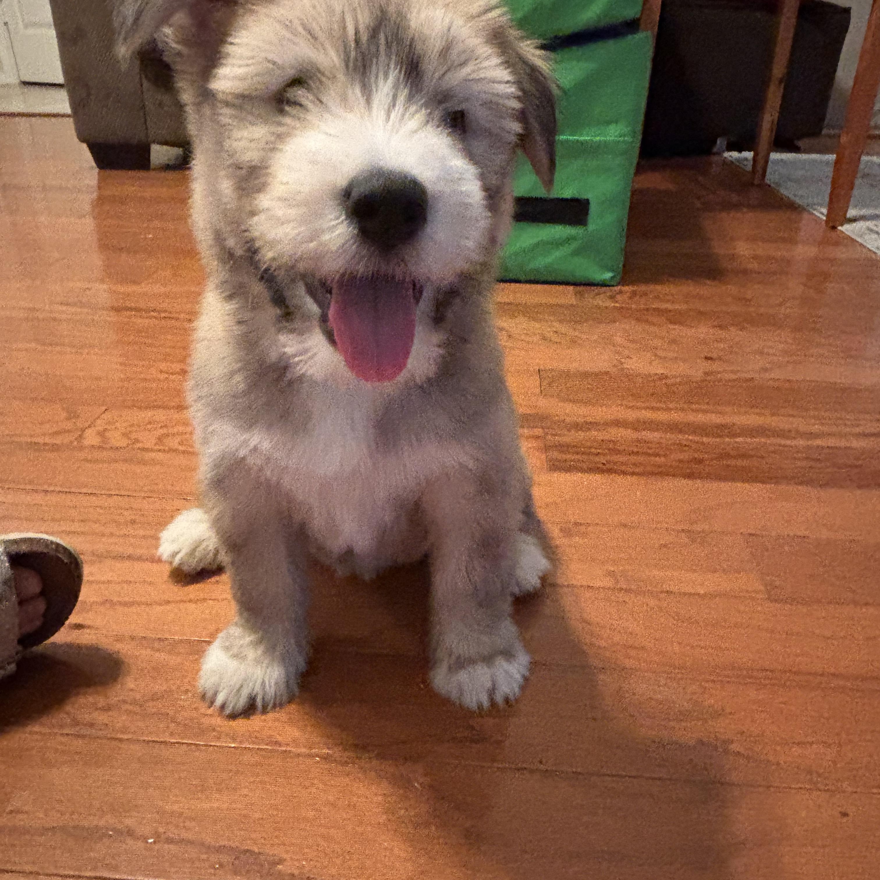 Maggie Harris, an adopted mixed breed in Saint Petersburg, FL image 3/6