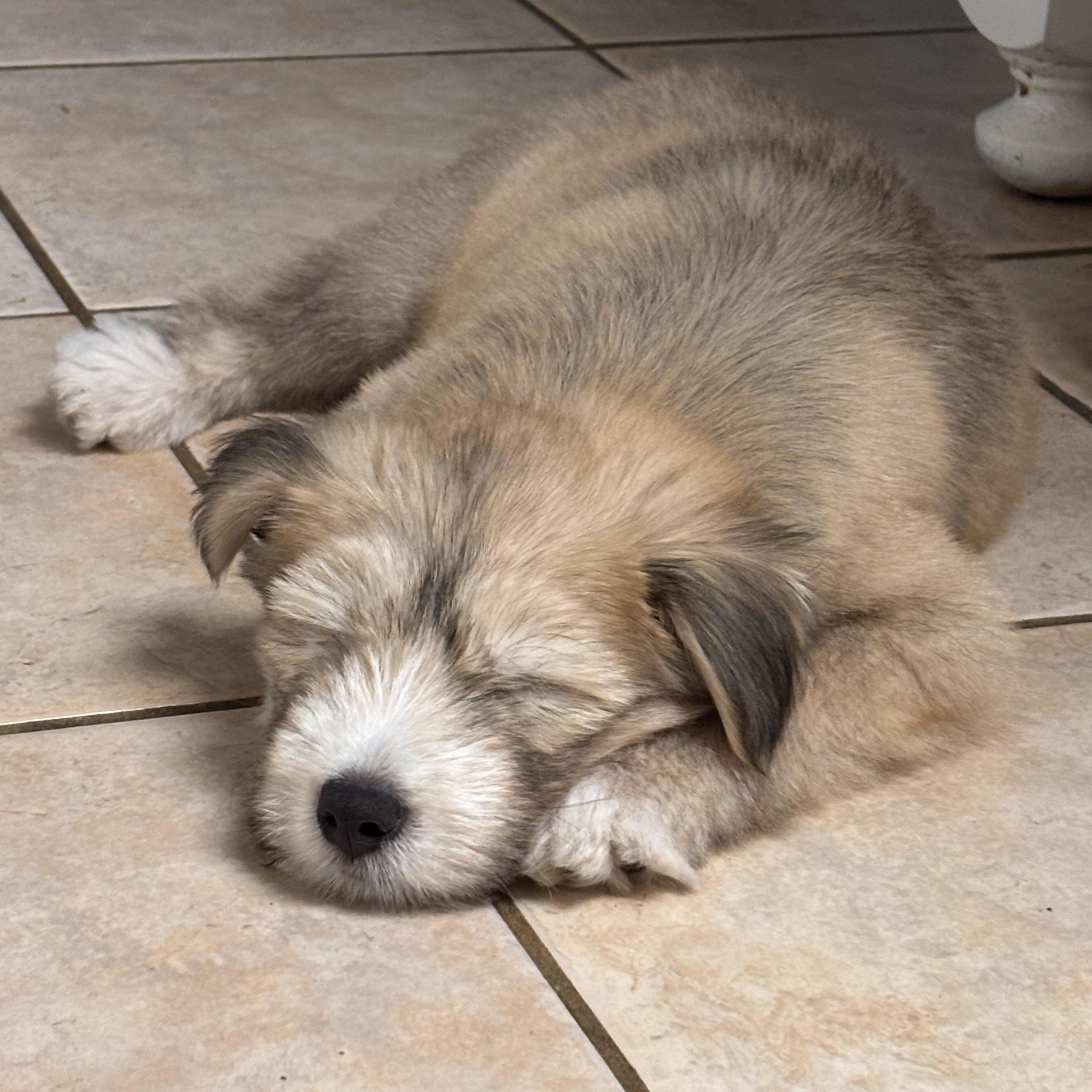 Maggie Harris, an adopted mixed breed in Saint Petersburg, FL image 4/6