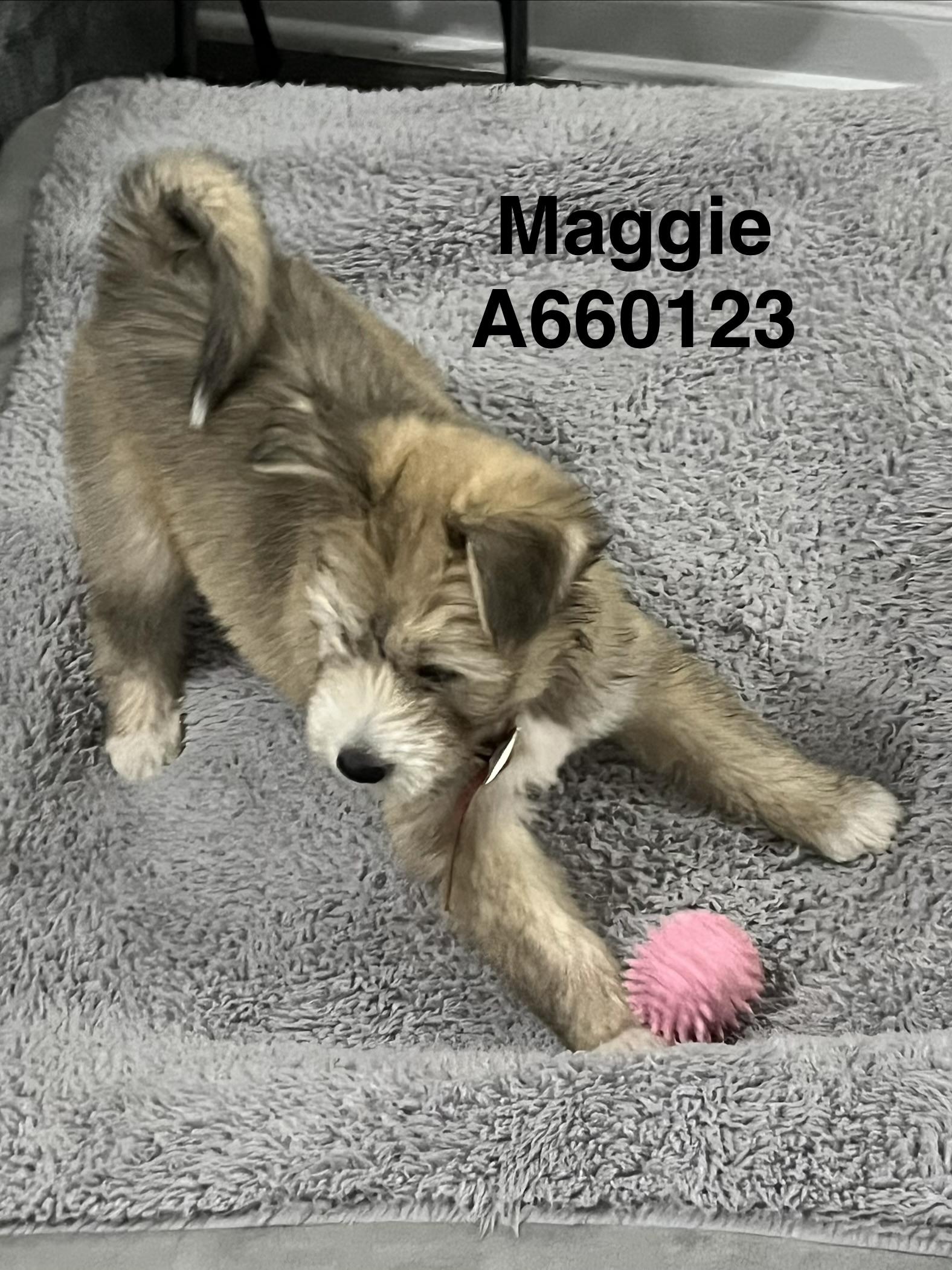 Maggie Harris, an adopted mixed breed in Saint Petersburg, FL image 2/6