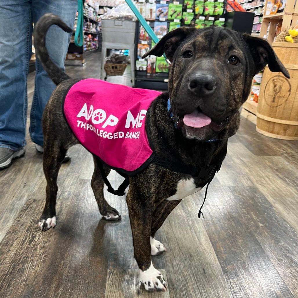 Enlarge Chloe, a Adoptable mixed breed in Mooresville, IN image 1/6