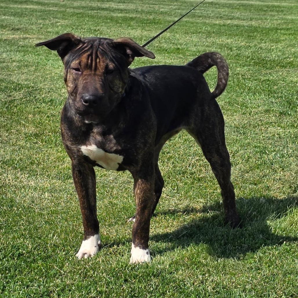 Chloe, a Adoptable mixed breed in Mooresville, IN image 2/5