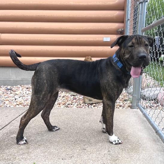 Chloe, a Adoptable mixed breed in Mooresville, IN image 3/5