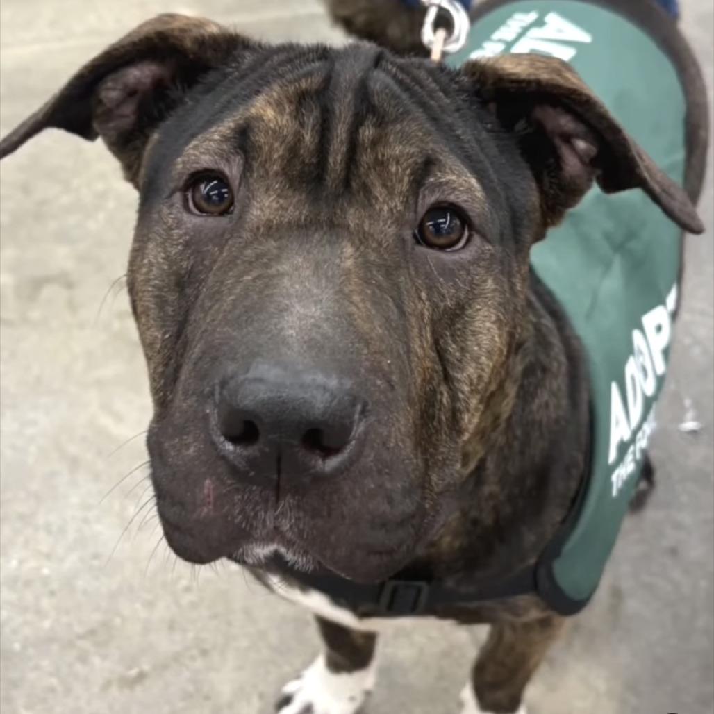 Enlarge Chloe, a Adoptable mixed breed in Mooresville, IN image 2/6