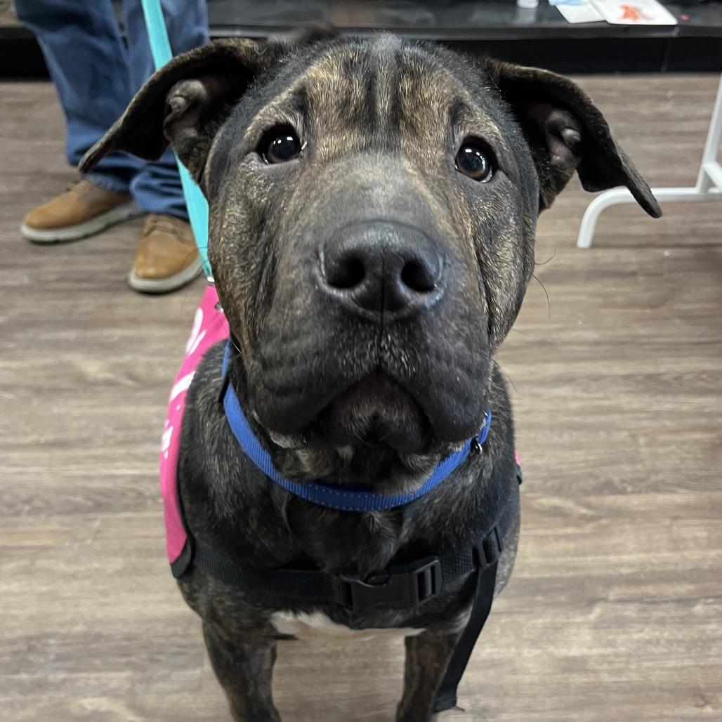 Chloe, a Adoptable mixed breed in Mooresville, IN image 3/6