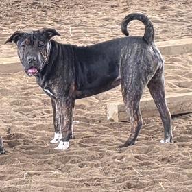 Enlarge Chloe, a Adoptable mixed breed in Mooresville, IN image 3/6