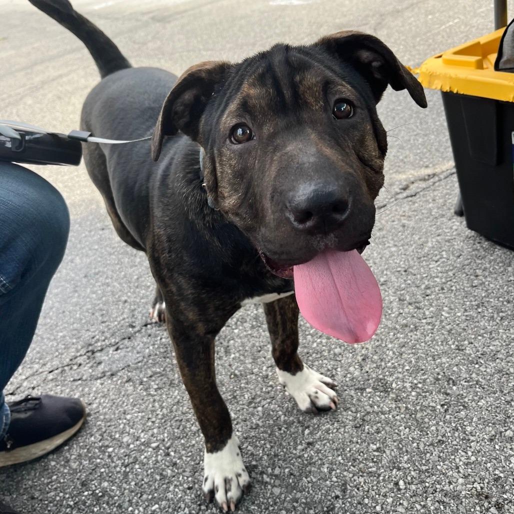 Enlarge Chloe, a Adoptable mixed breed in Mooresville, IN image 4/6