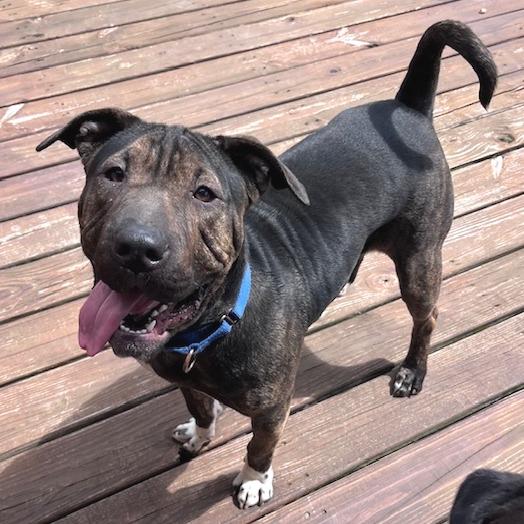 Chloe, a Adoptable mixed breed in Mooresville, IN image 4/5