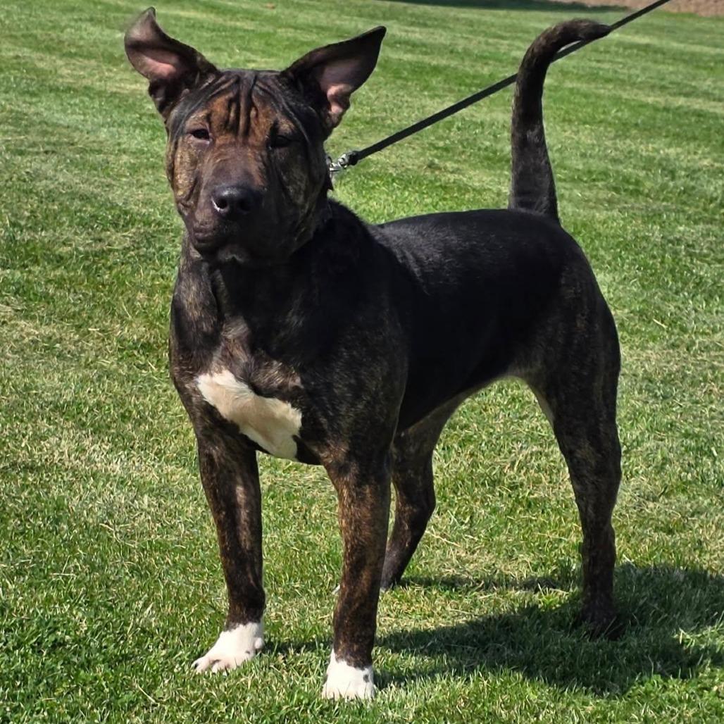 Chloe, a Adoptable mixed breed in Mooresville, IN image 5/5