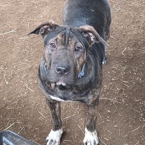 Enlarge Chloe, a Adoptable mixed breed in Mooresville, IN image 6/6