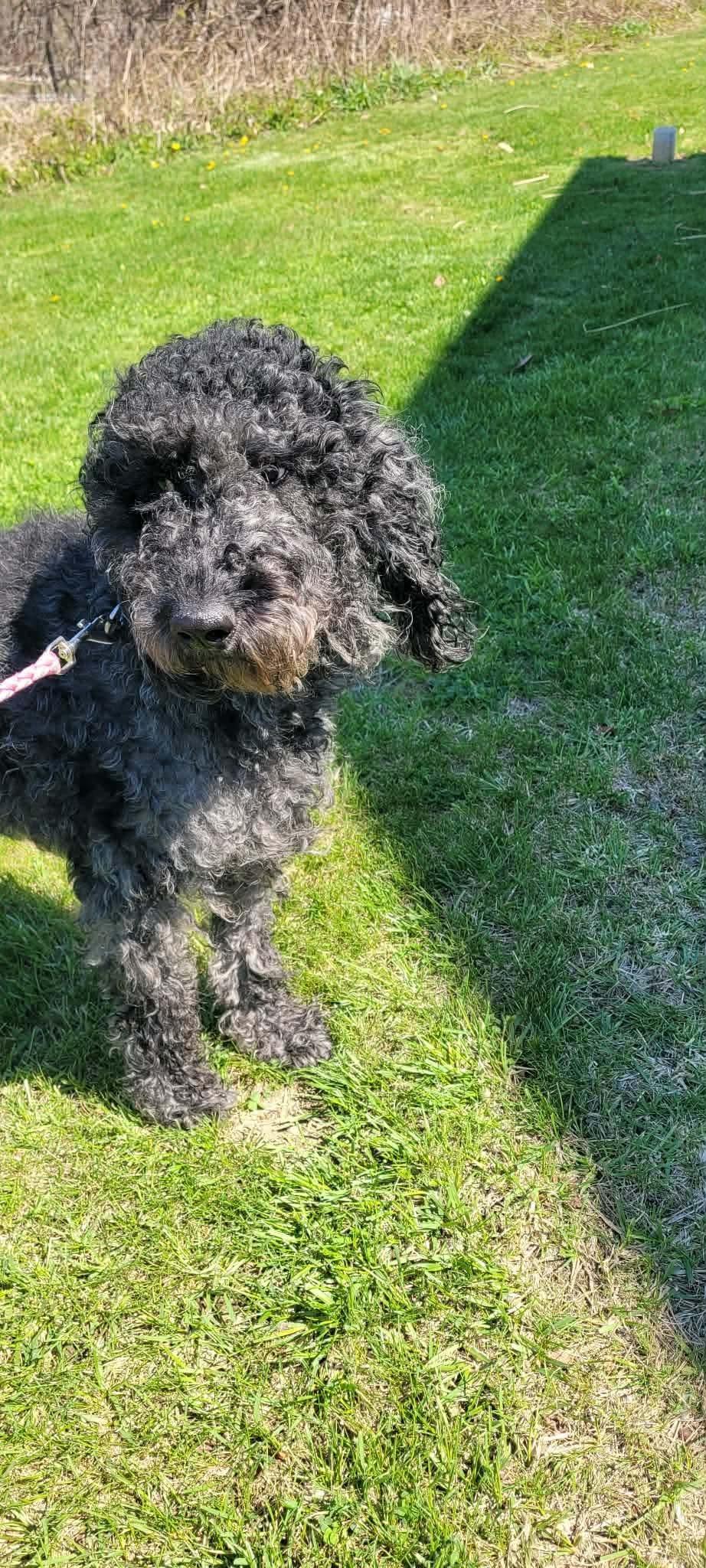 Enlarge Dex, a ADOPTABLE Labradoodle in St. Clairsville, OH image 5/6