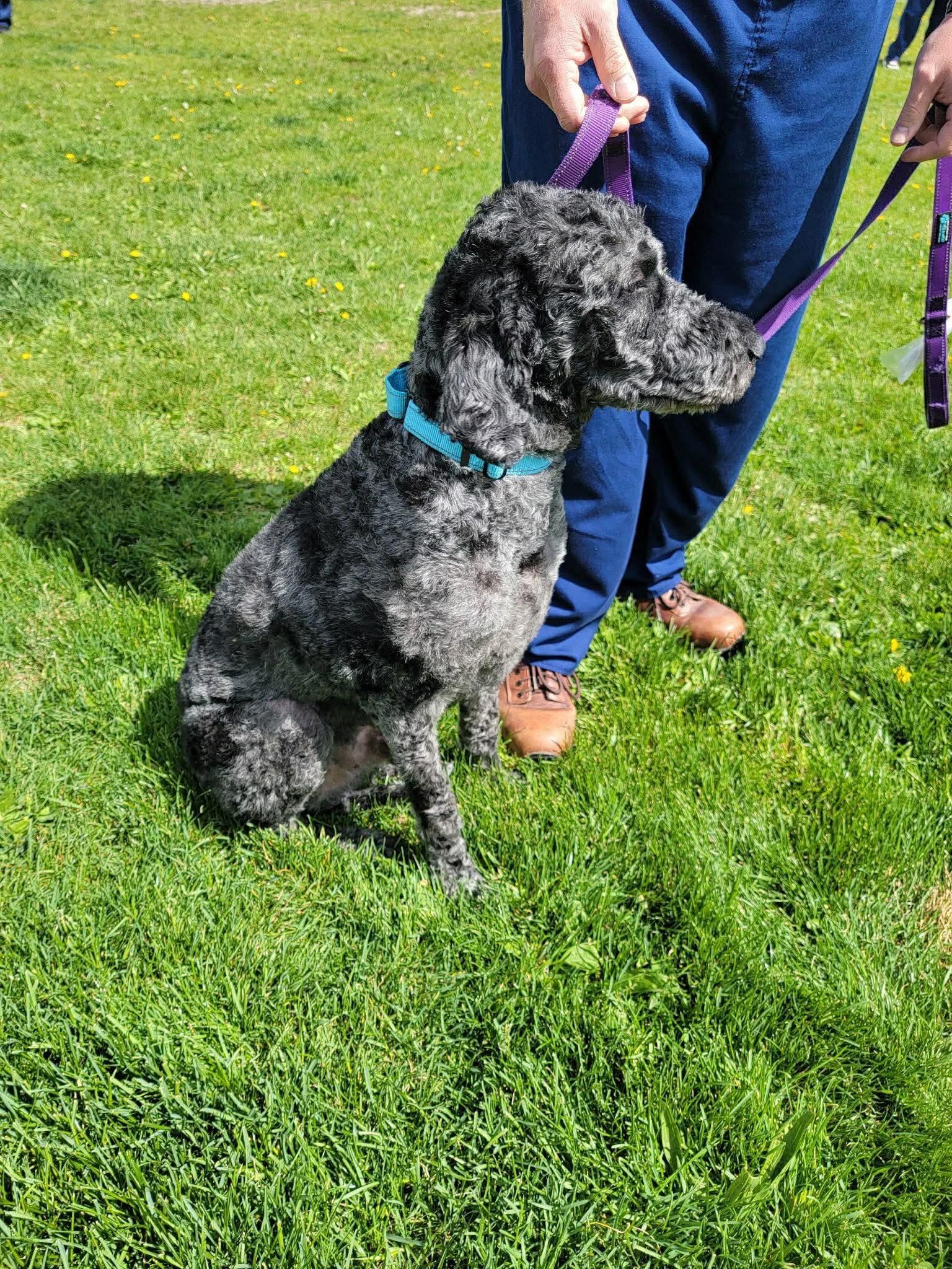 Enlarge Dex, a ADOPTABLE Labradoodle in St. Clairsville, OH image 1/6
