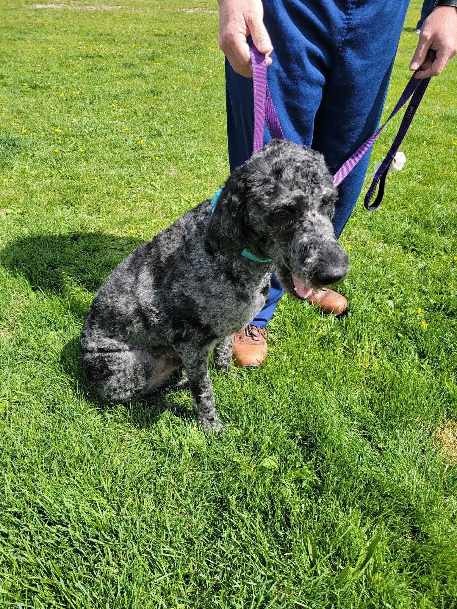 Enlarge Dex, a ADOPTABLE Labradoodle in St. Clairsville, OH image 2/6