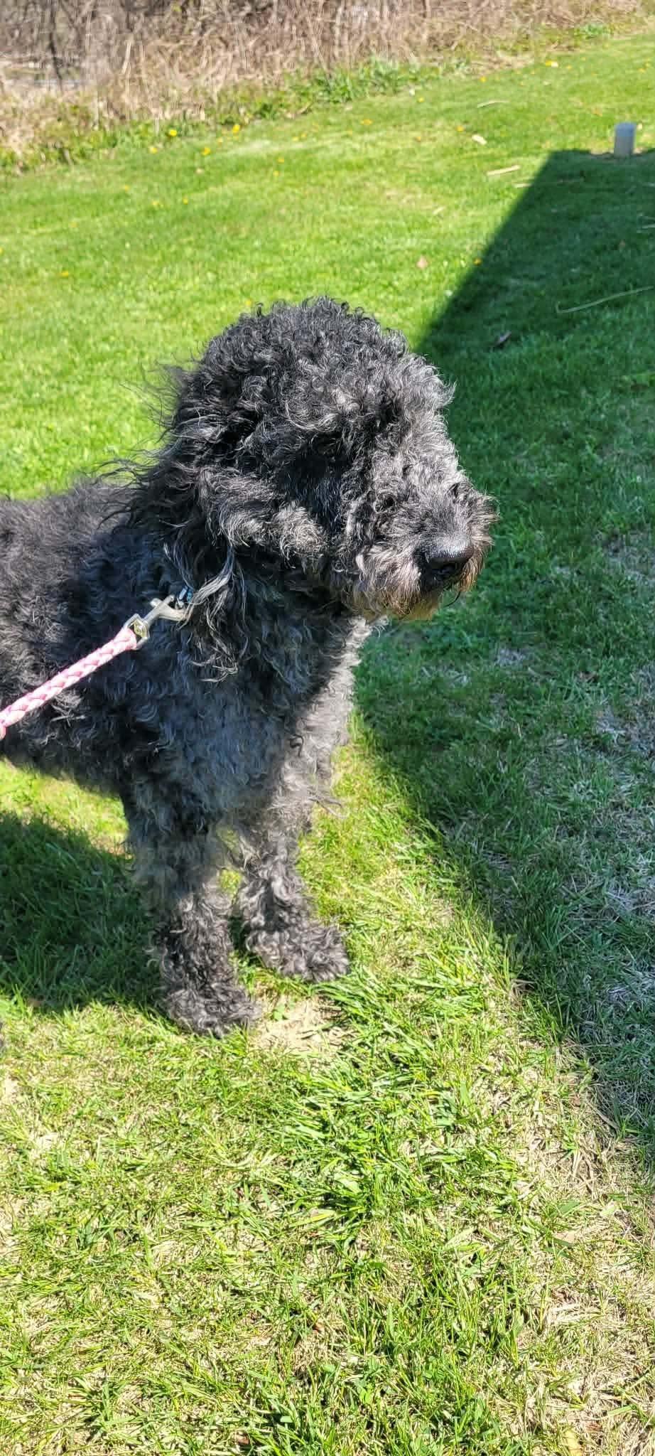Enlarge Dex, a ADOPTABLE Labradoodle in St. Clairsville, OH image 4/6