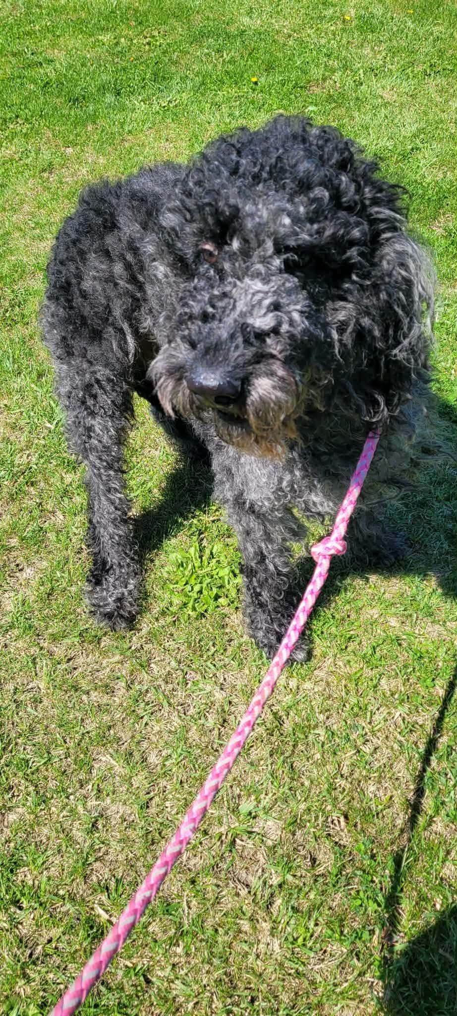 Enlarge Dex, a ADOPTABLE Labradoodle in St. Clairsville, OH image 6/6