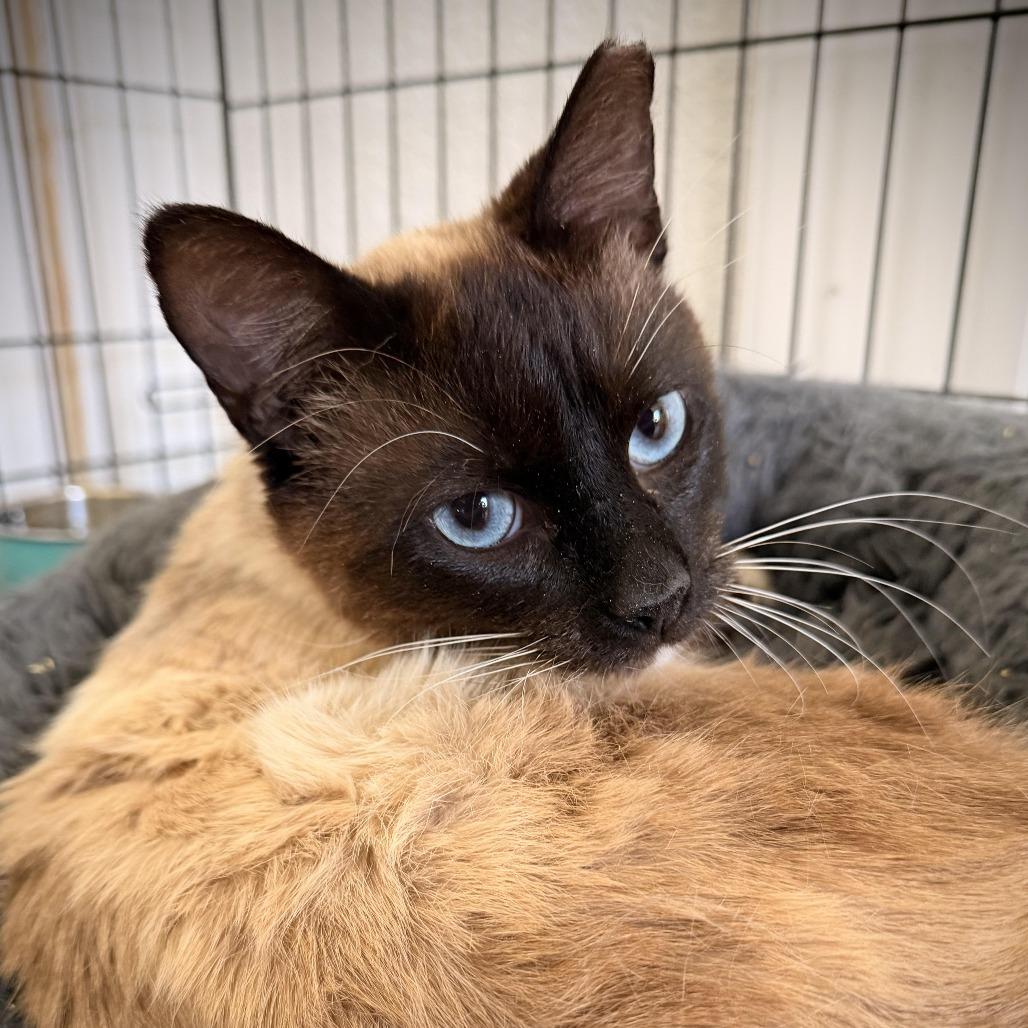 Sheldon, Adoptable, Adult Male Siamese & Snowshoe.