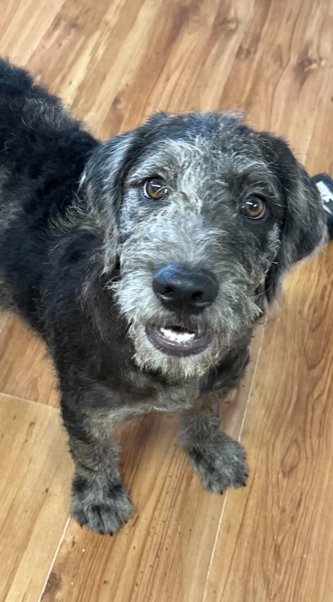 Jasper "HERE IN NH", a ADOPTABLE Mixed Breed in Northwood, NH image 4/4