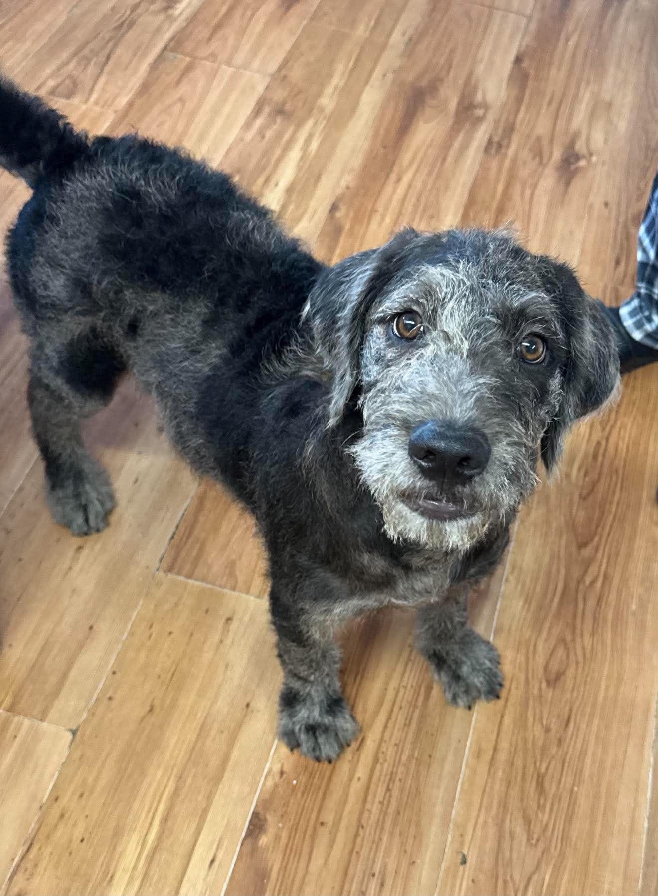 Jasper "HERE IN NH", a ADOPTABLE Mixed Breed in Northwood, NH image 2/4