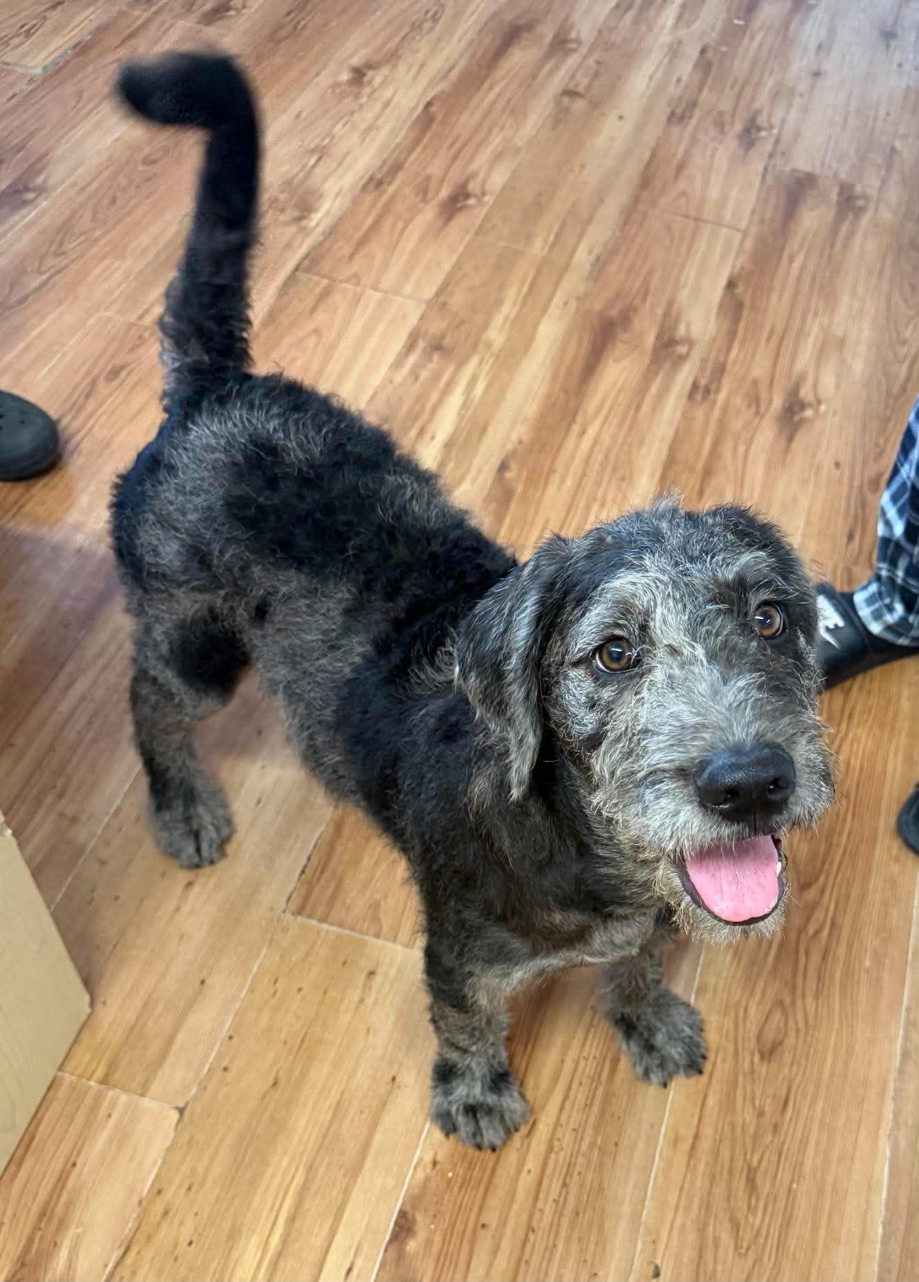 Jasper "HERE IN NH", a ADOPTABLE Mixed Breed in Northwood, NH image 3/4
